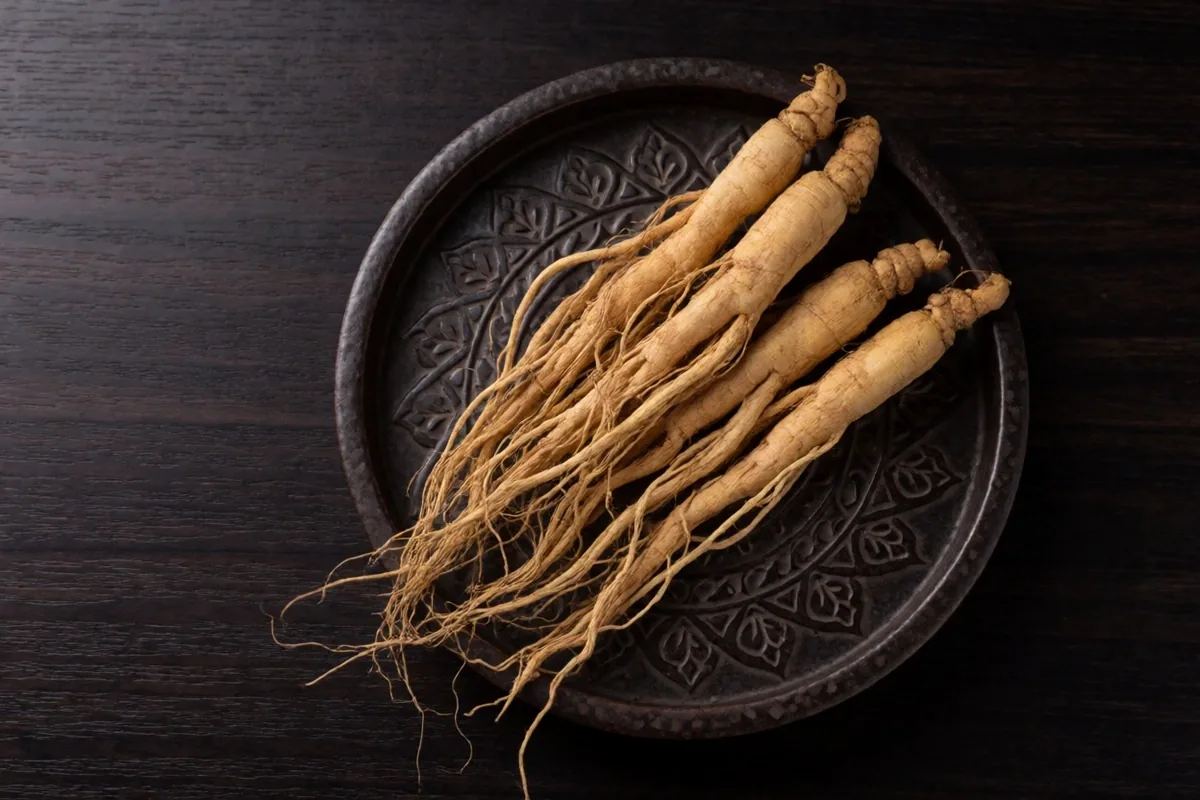 Dried ginseng root specimen